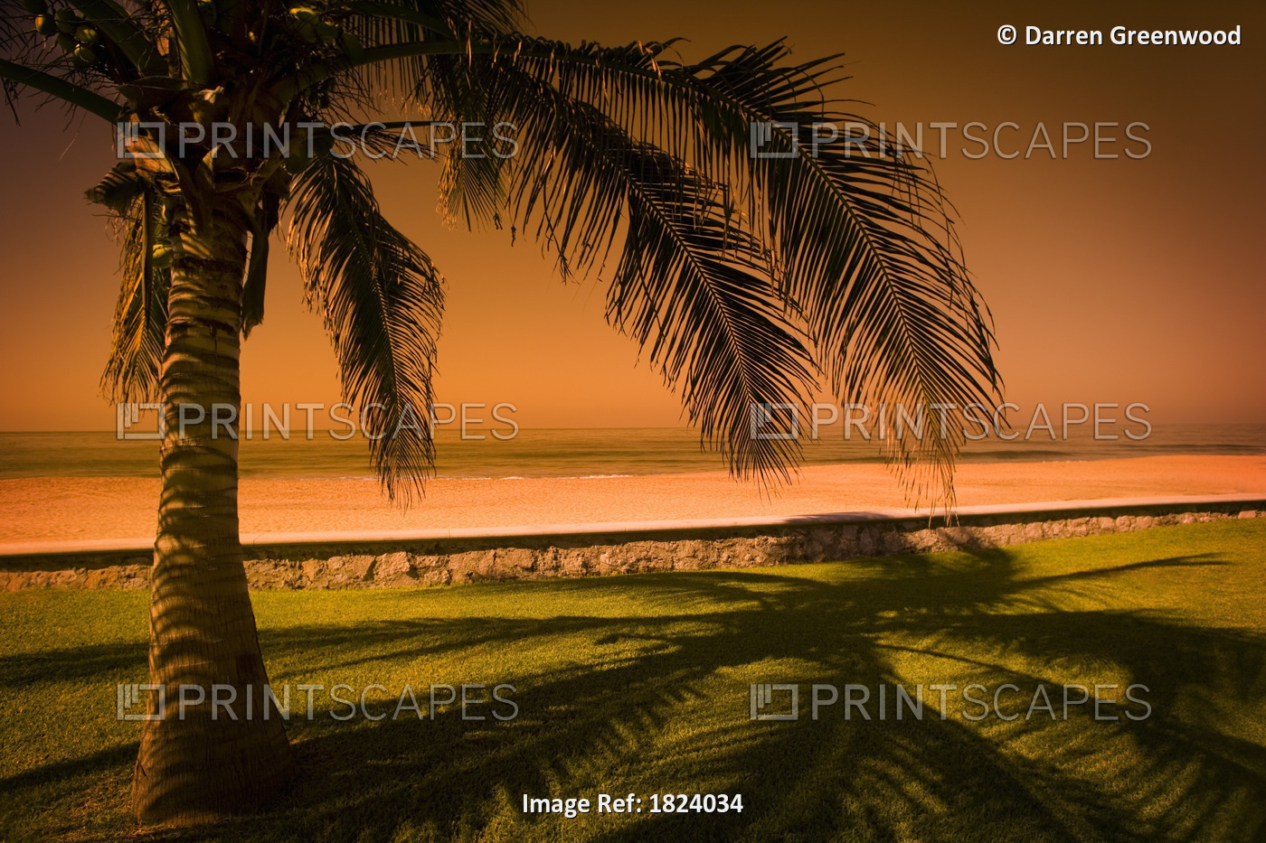 Palm Tree In Mazatlan, Mexico