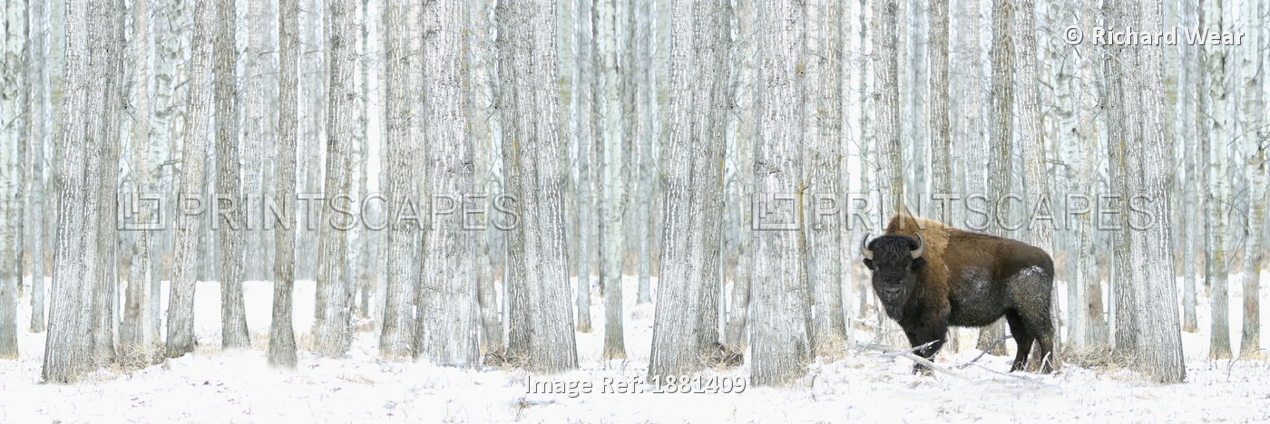Buffalo Standing In Snow Among Poplar Trees In Elk Island National Park; ...