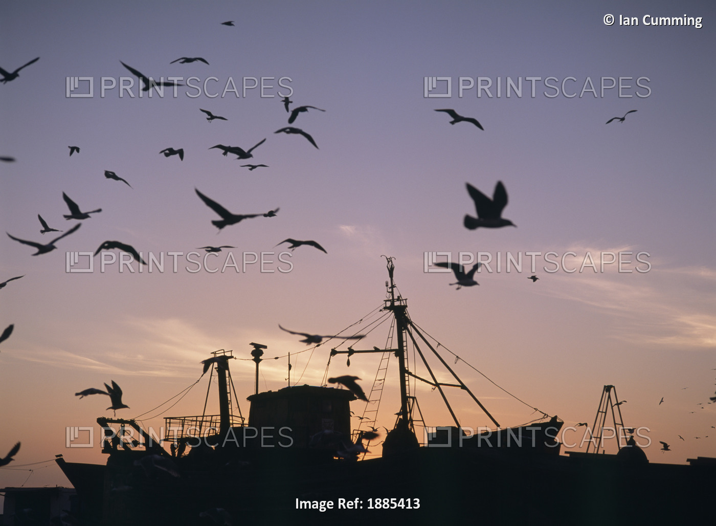 Sea Gulls Flying Over Fishing Boats At Dusk In The Harbor