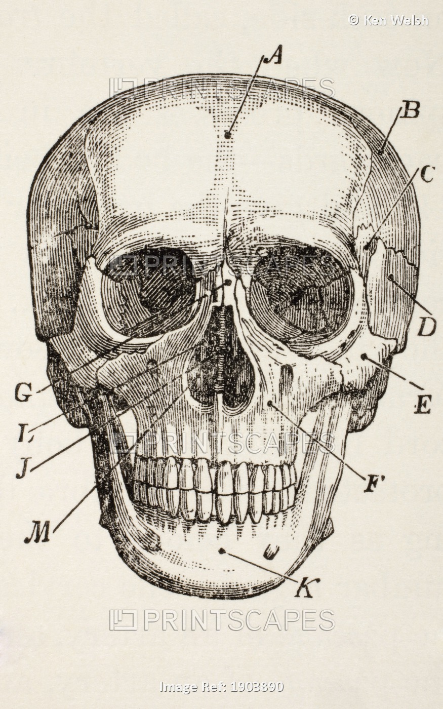 The Human Skull. From The Household Physician, Published Circa 1890.