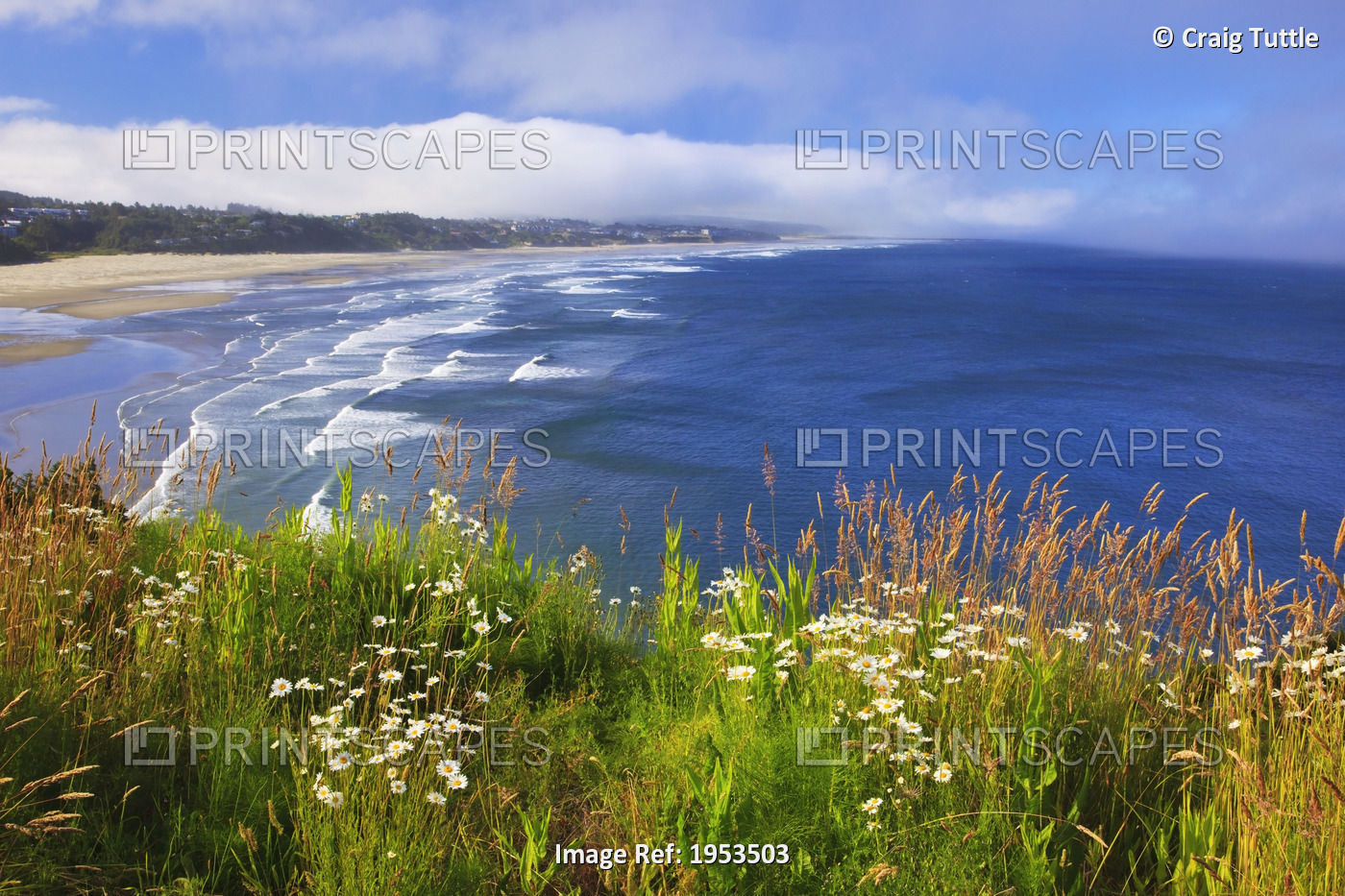 Wildflowers Along Yaquina Head; Newport Oregon United States Of America