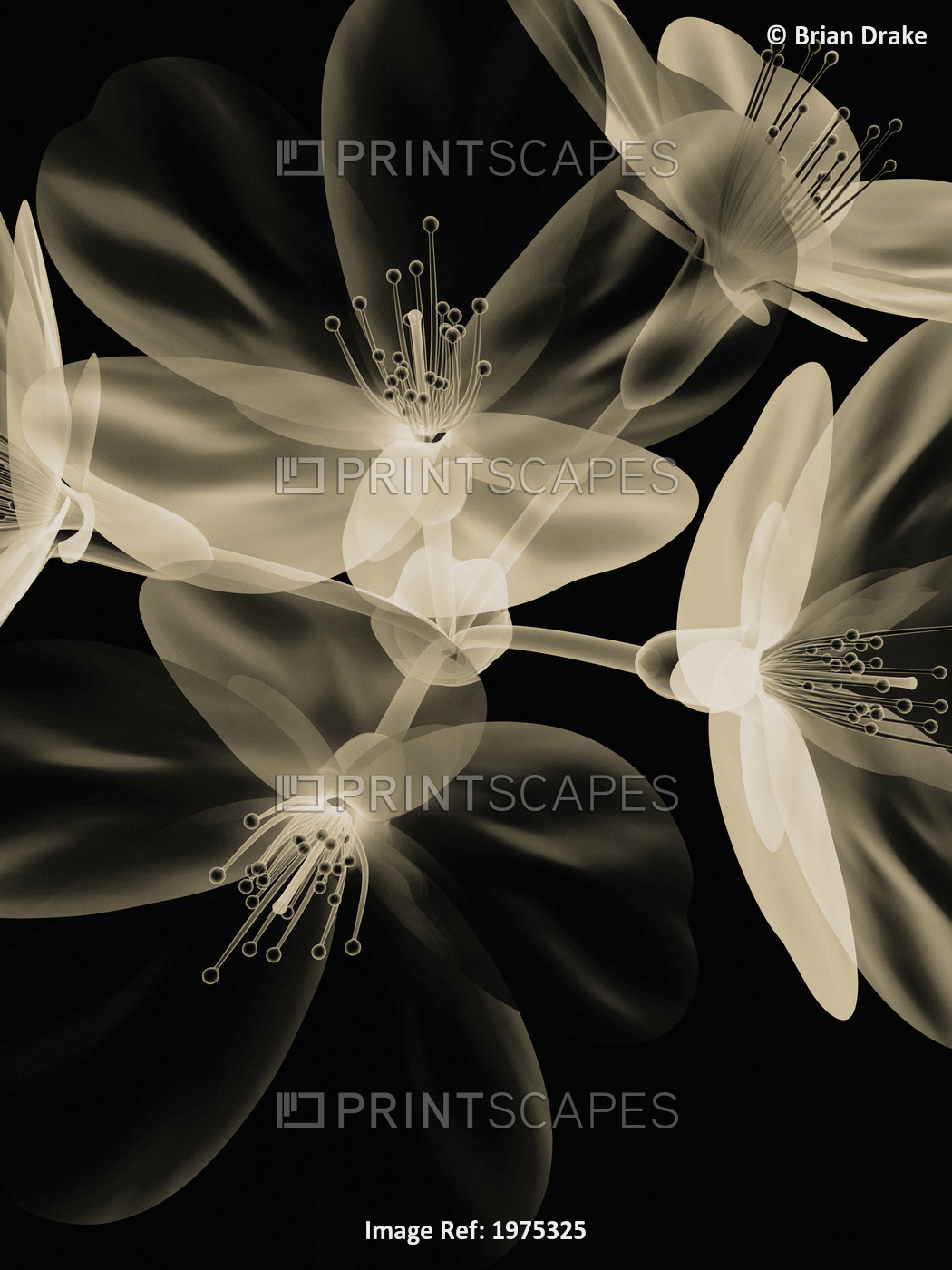 Botanical Study 4, Sheer Representation Of Flowers On Black Background ...