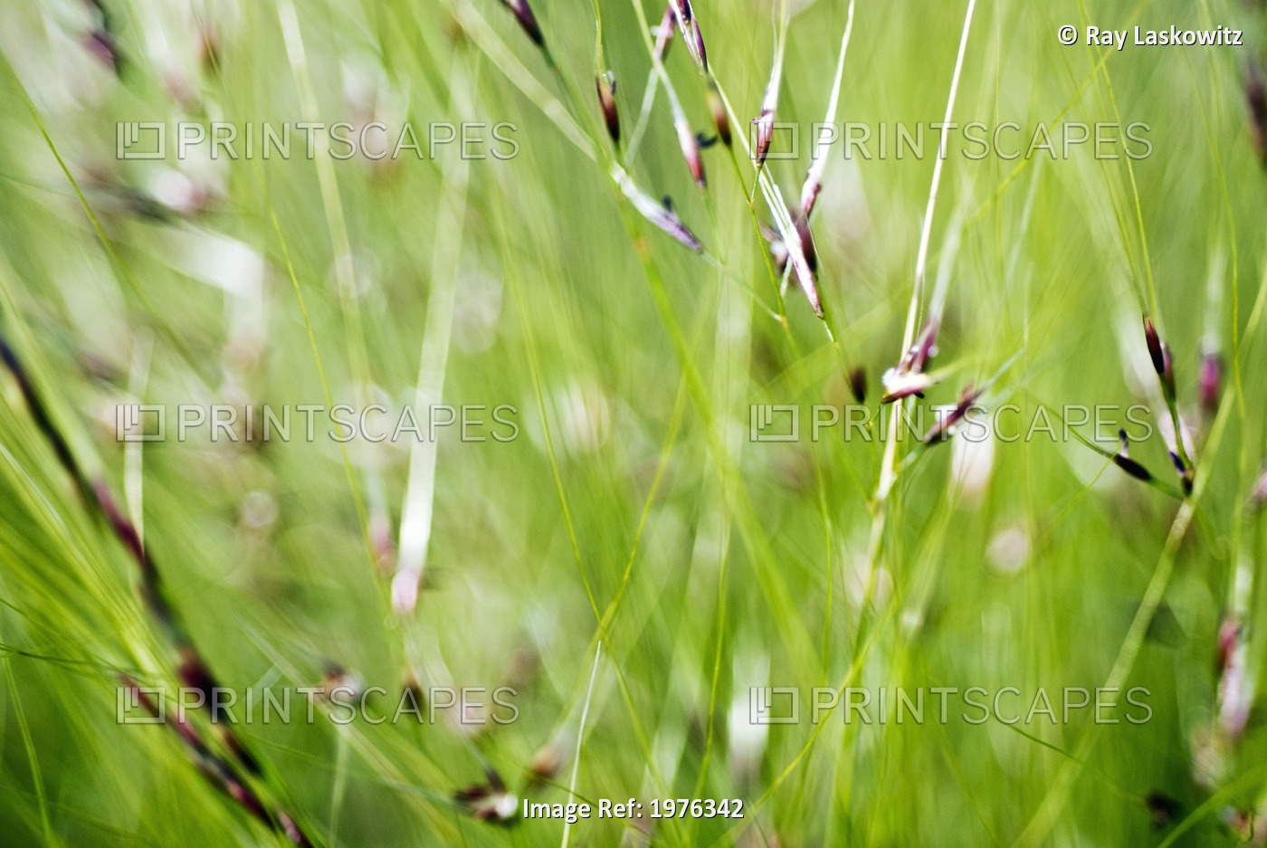 Abstract Of Green Ornamental Grass (Stipa Gigantea).