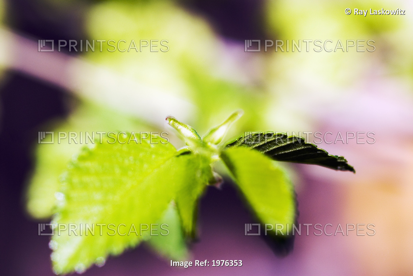 Japonica Tree, Selective Focus On Green Leaves.