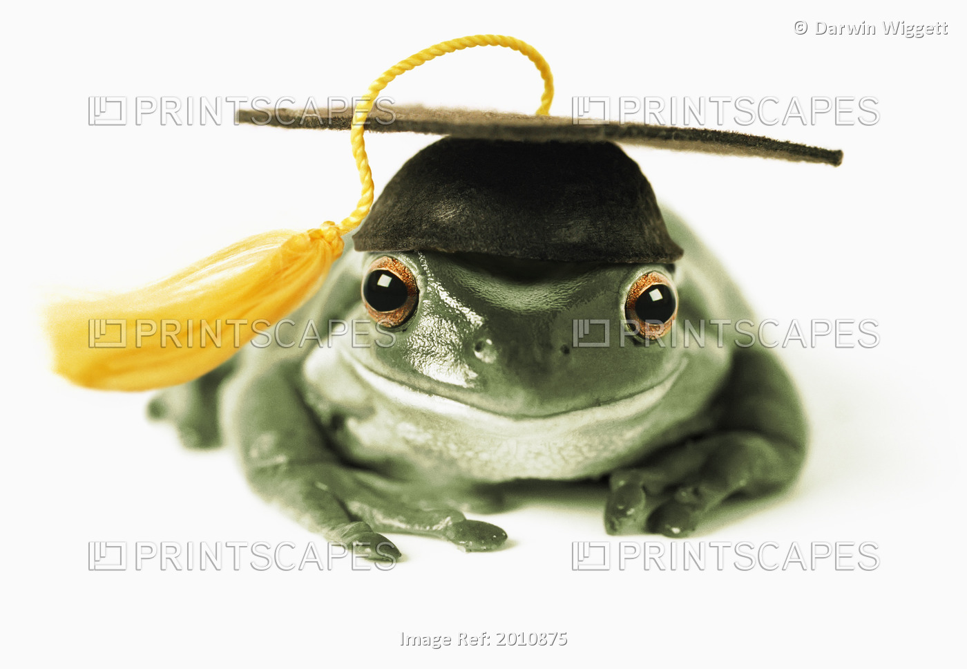 Fv3541, Natural Moments Photography; Frog In Graduation Cap