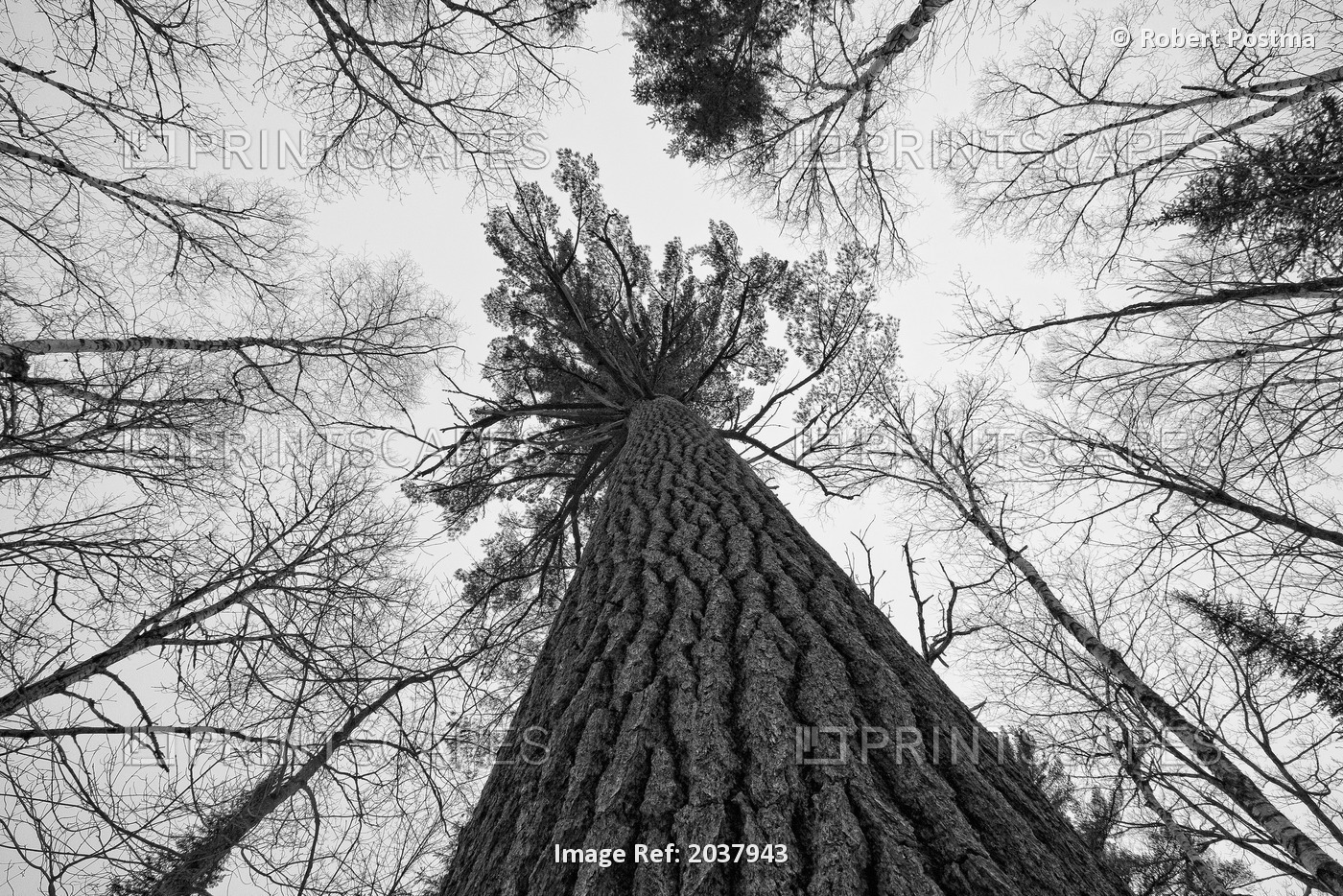 Black And White Image Of A Large White Pine In Algonquin Park, Ontario.