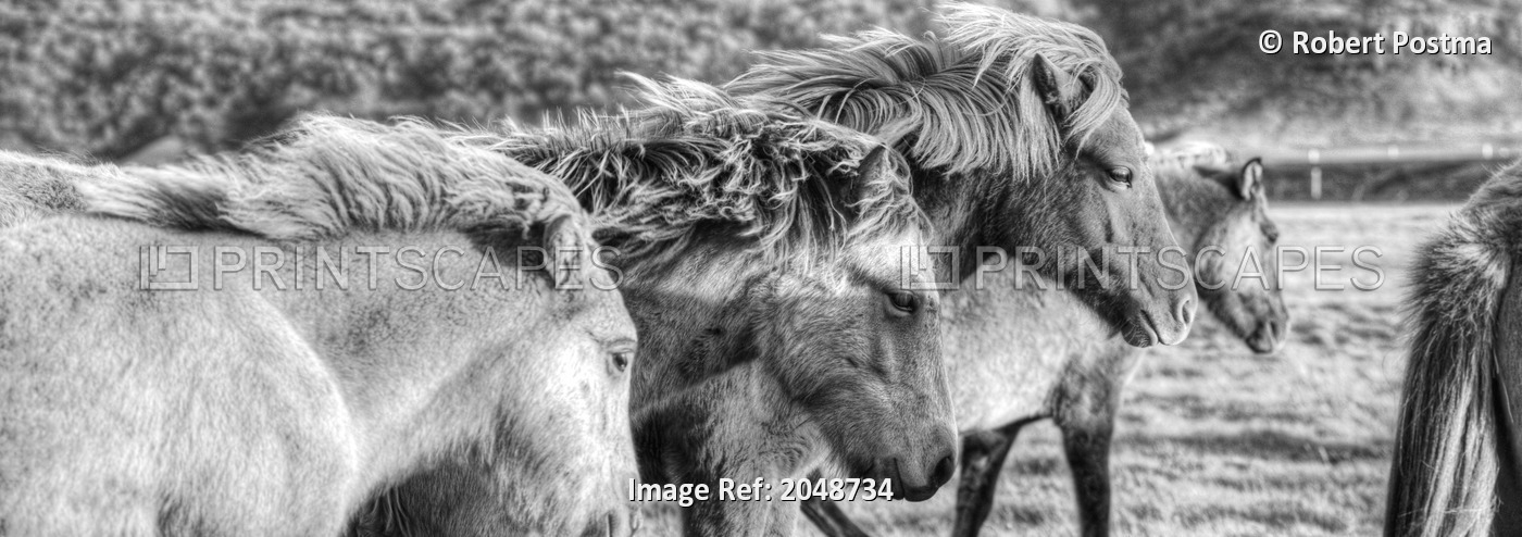 Black And White Image Of Icelandic Horses In The Wind, Iceland