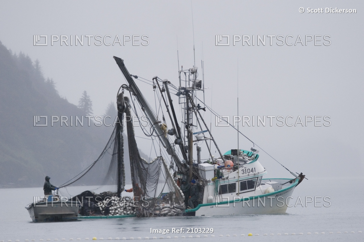 Commercial Seiner *Malamute Kid* Hauling In Catch Of Silver Salmon In Fog Port ...