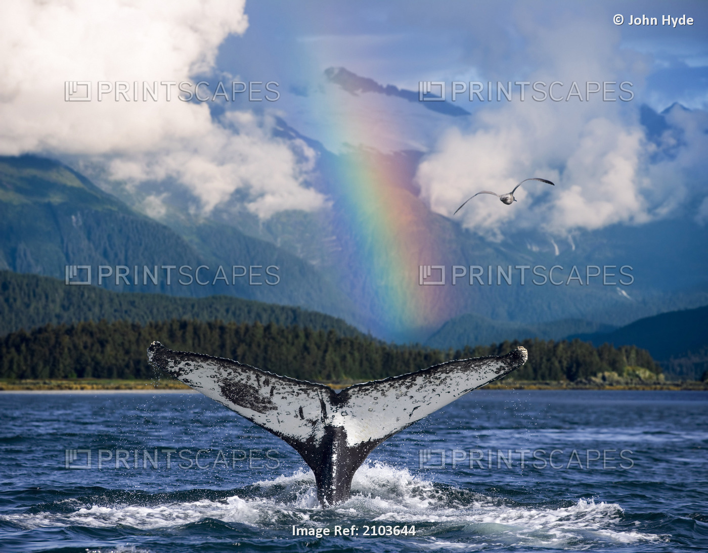 Humpback Whale Submerging Showing Fluke W/Rainbow Inside Passage Alaska ...