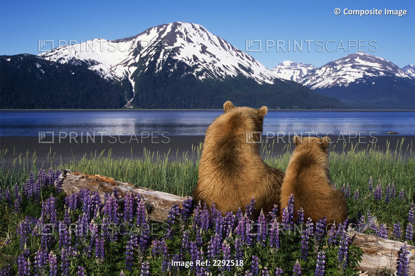 Grizzly Sow & Cub Sit On Log & View Turnagain Arm Southcentral Alaska Digital ...