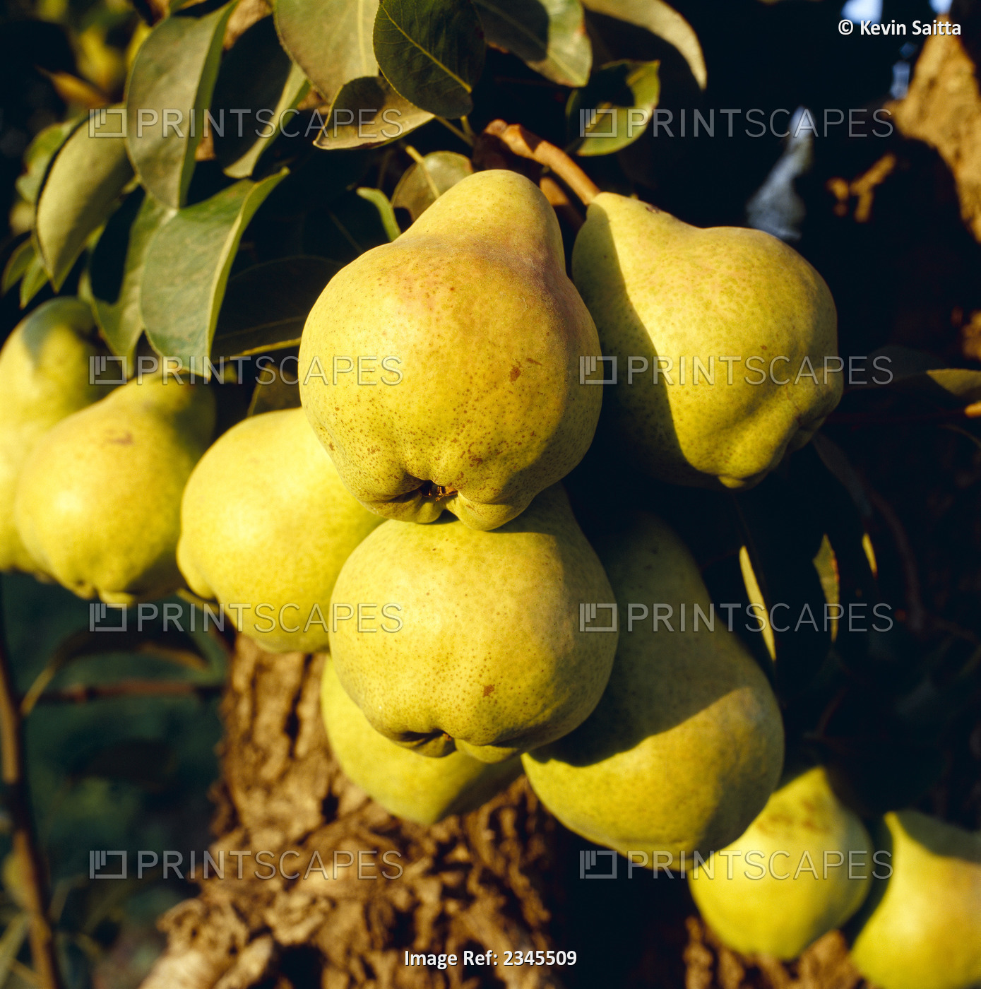 Agriculture - Mature Bartlett pears on the tree in late afternoon light / ...
