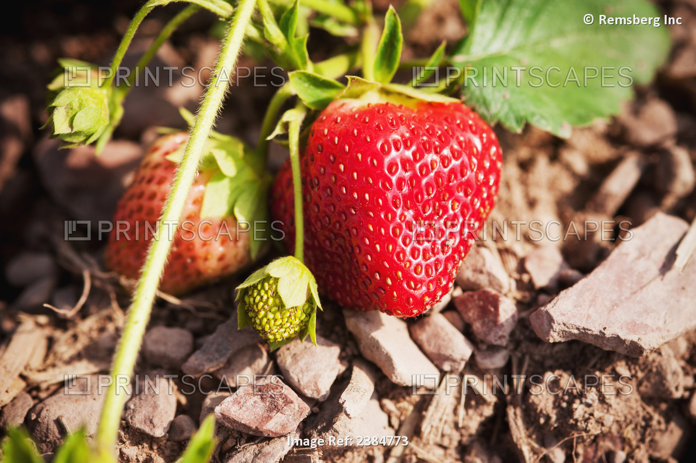 Strawberries On A Plant; Ringtown, Pennsylvania, United States Of America