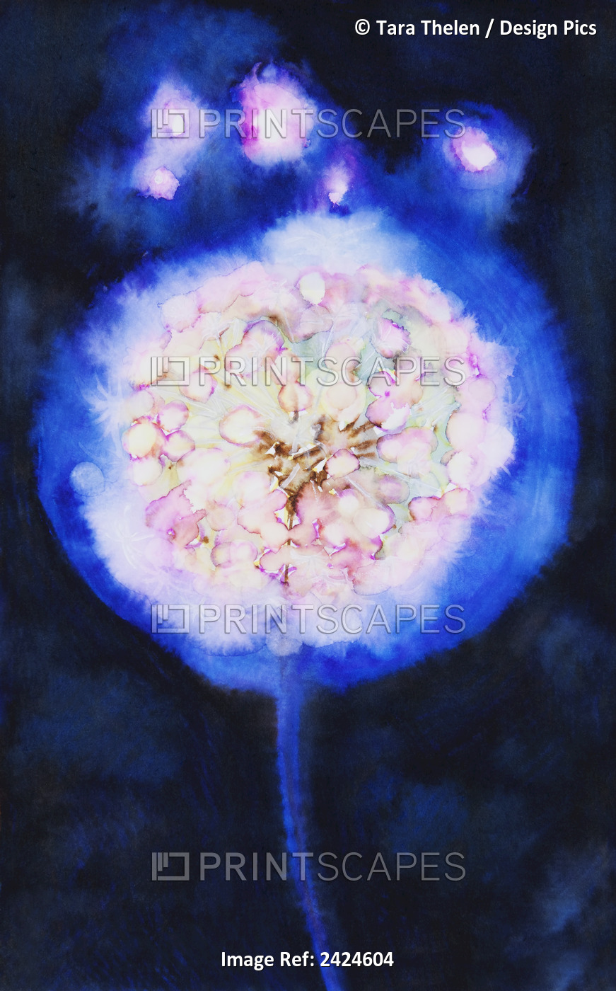 Watercolor Painting Of An Illuminated Dandilion.