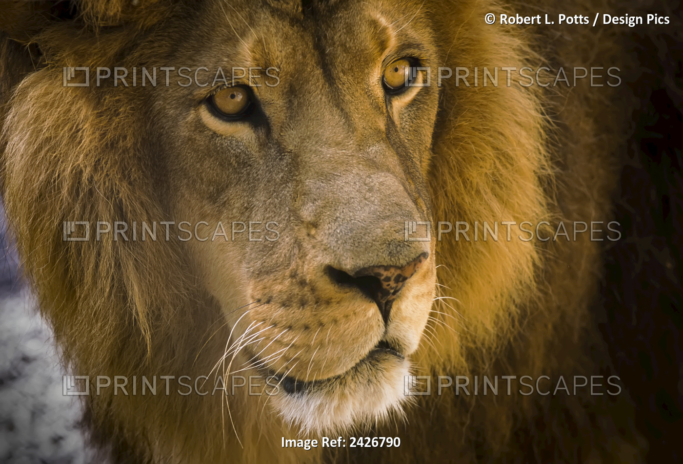 A Male Lion (Panthera Leo) Hangs Out At The Petting Zoo; Bandon, Oregon, United ...