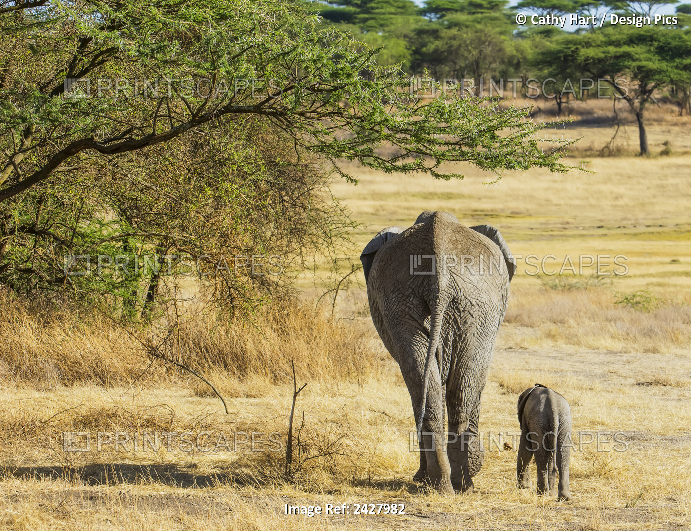An African Elephant With It's Young; Tanzania