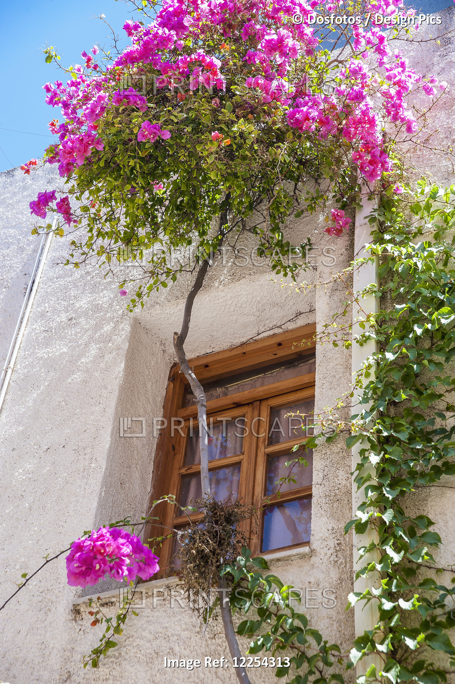 Blossoming Flowers And A Vine Decorate The Exterior Of A House; Chania, Crete, ...
