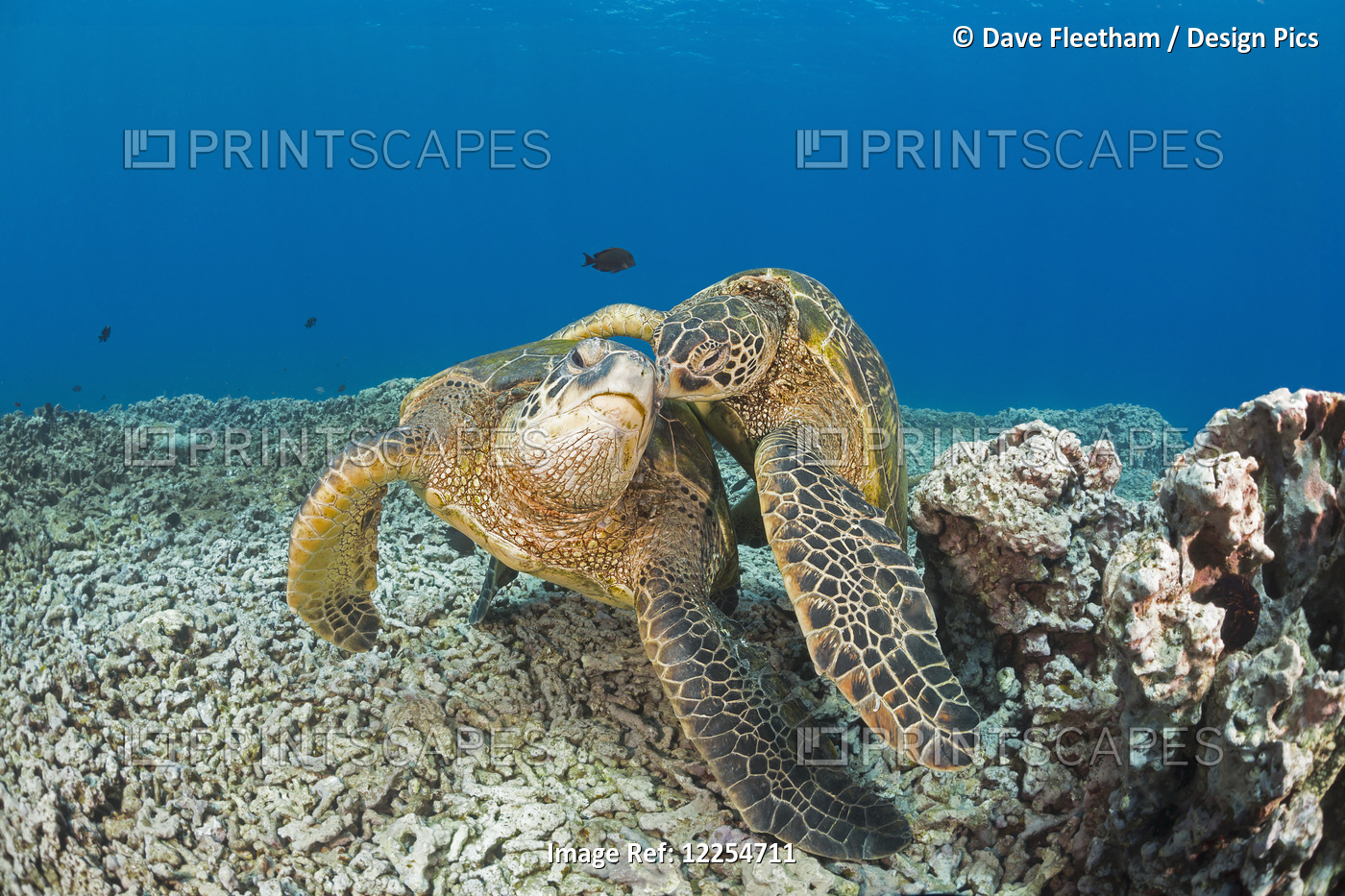 Green Sea Turtles (Chelonia Mydas), An Endangered Species; Maui, Hawaii, United ...