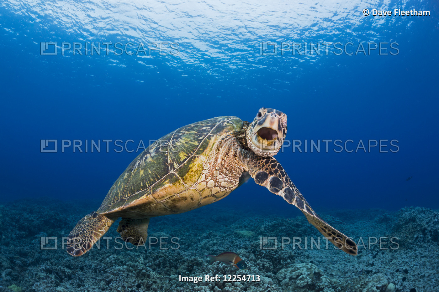 This Green Sea Turtle (Chelonia Mydas), An Endangered Species, Is Rubbing It's ...