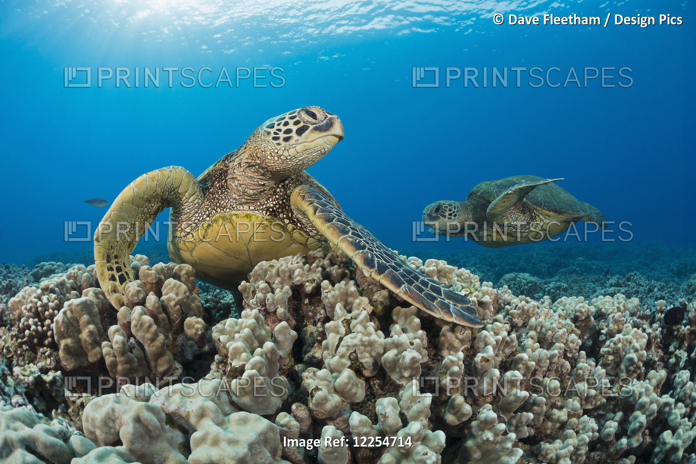 Green Sea Turtles (Chelonia Mydas), An Endangered Species; Maui, Hawaii, United ...
