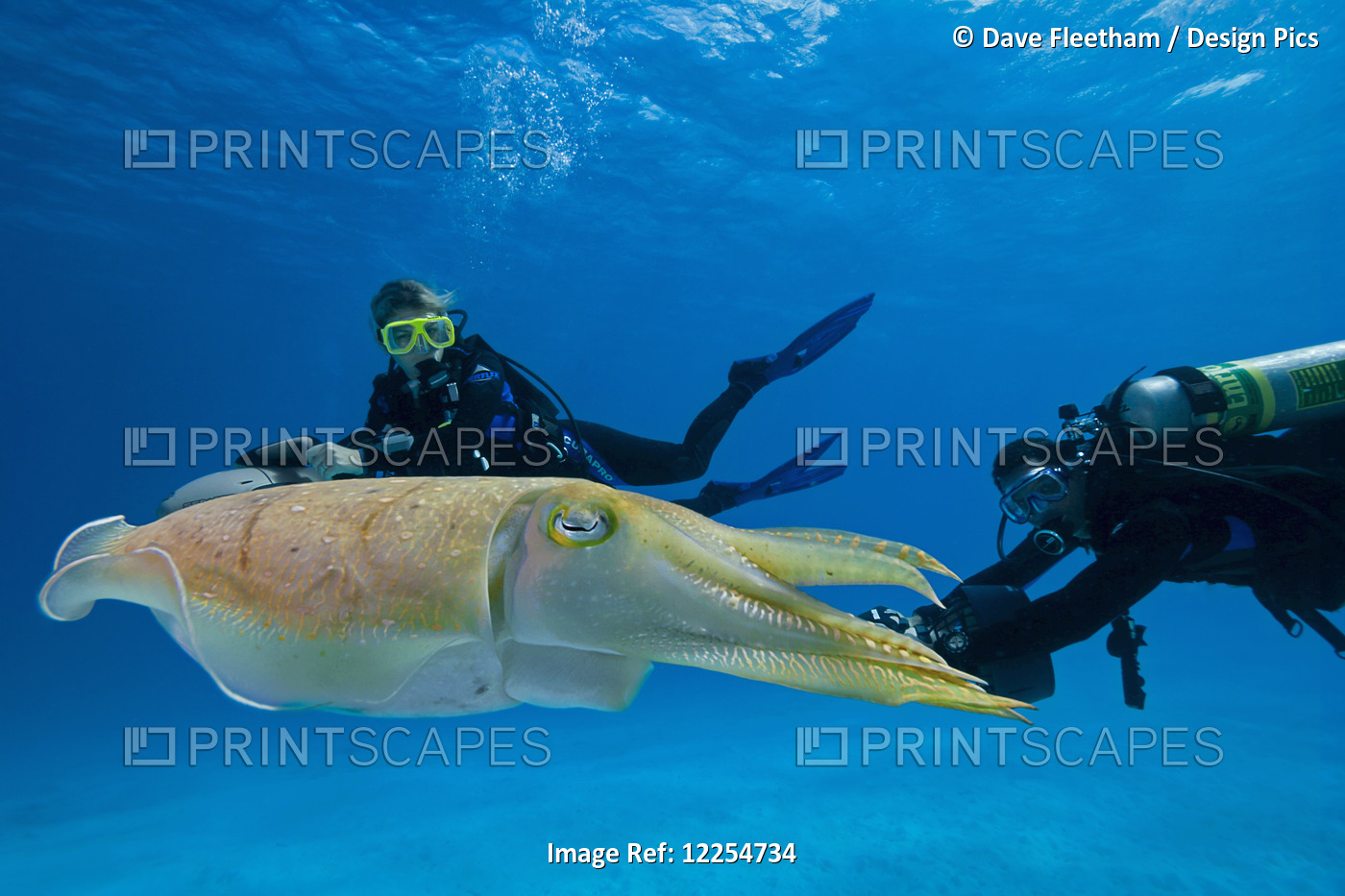 Divers On Underwater Scooters And A Common Cuttlefish (Sepia Officinalis); ...