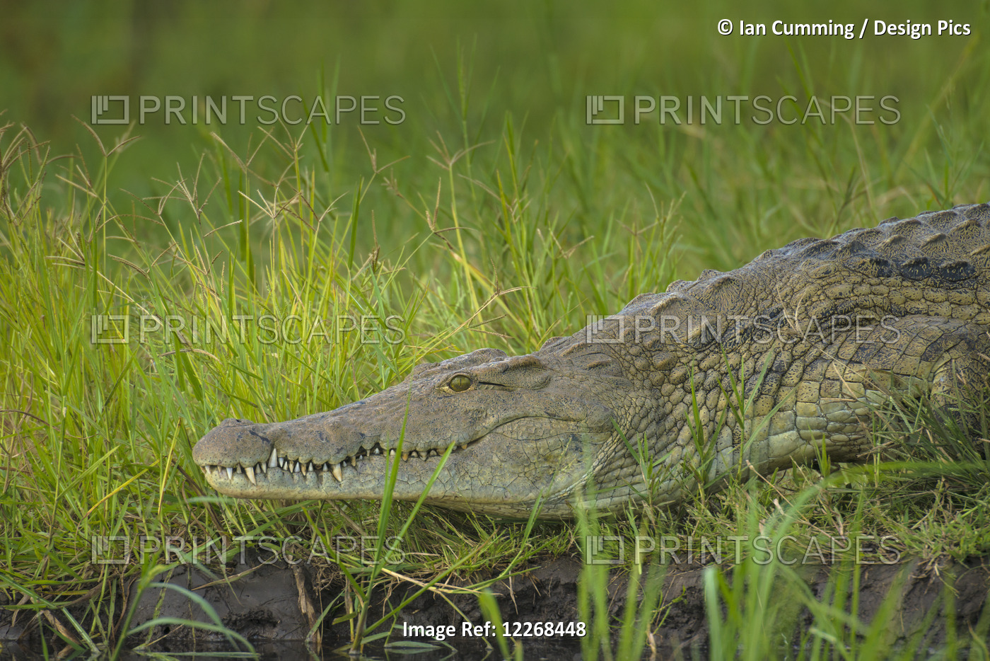 Crocodile On The Banks Of The Shire River, Liwonde National Park; Malawi