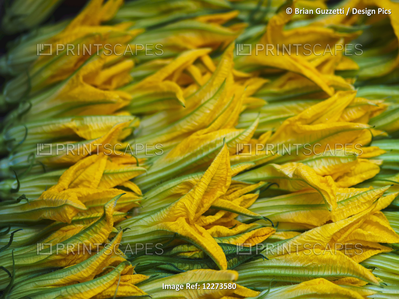 Squash Leaves Are A Treat In Springtime In Italy And Can Be Found For Sale From ...