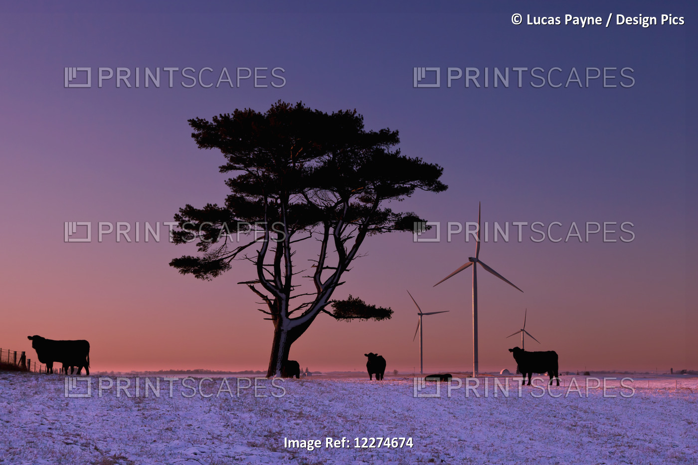 Cattle Standing In A Field At Sunrise With Wind Turbines In The Background, ...