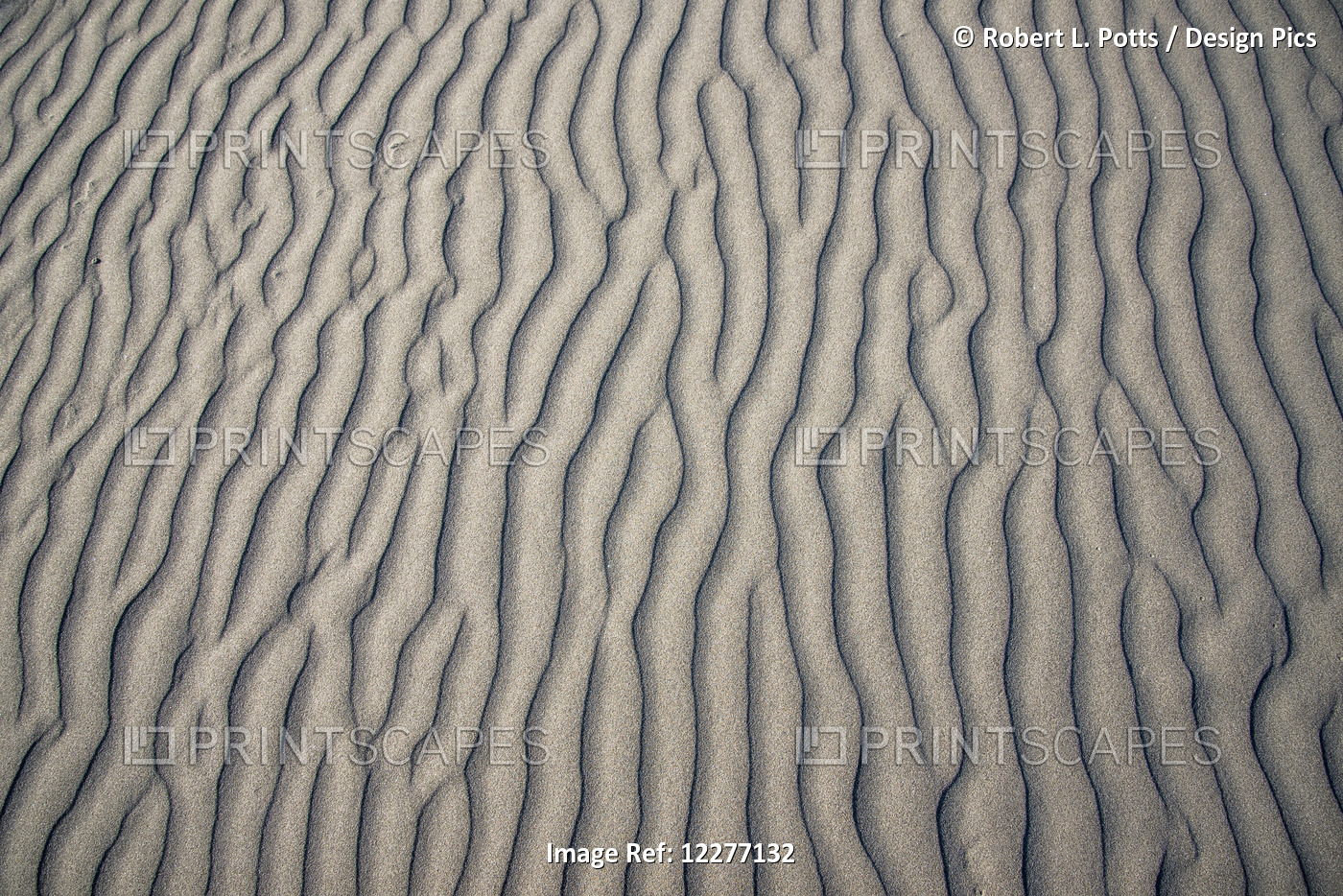 Wind Makes Patterns On The Beach; Gearhart, Oregon, United States Of America