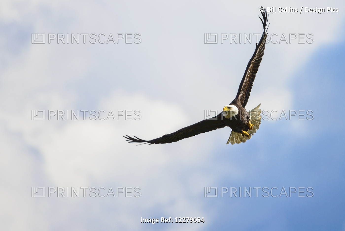 A Bald Eagle (Haliaeetus Leucocephalus) Soars Over The Serpentine River Looking ...