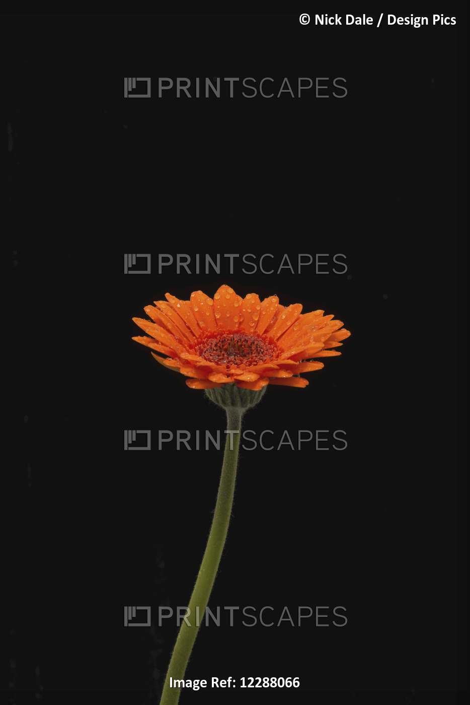 Head And Stem Of An Orange Gerbera, Sprinkled With Raindrops Against A Black ...
