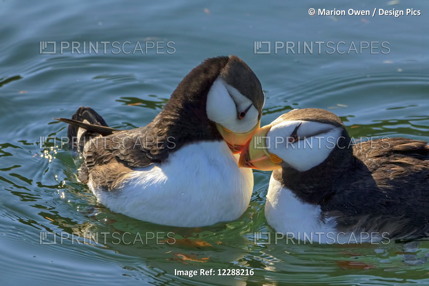 Close Up Of A Pair Of Horned Puffins Being Affectionate, Kodiak, Southwest ...