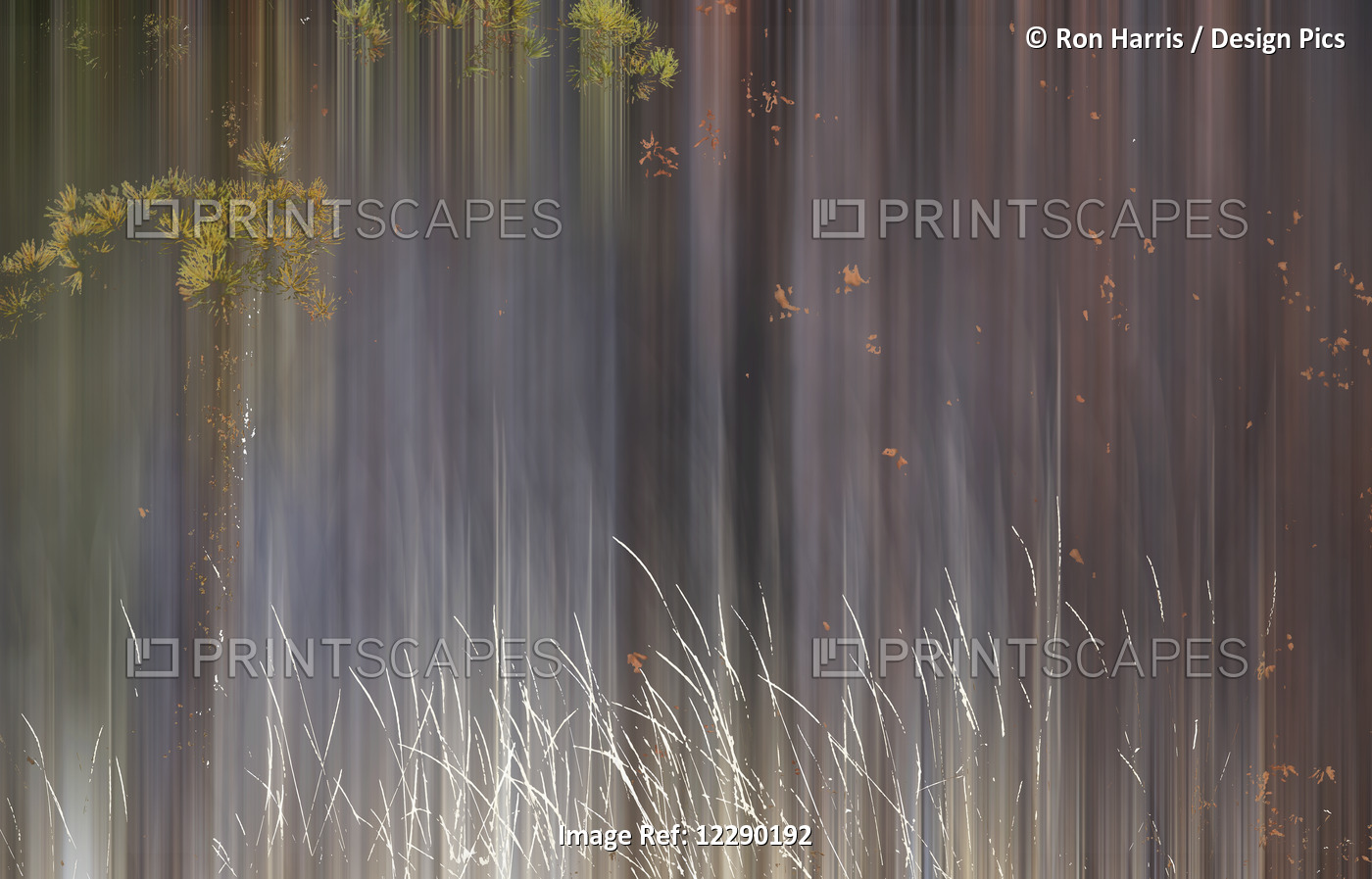 Abstract Trees With Motion Blur; Alberta, Canada