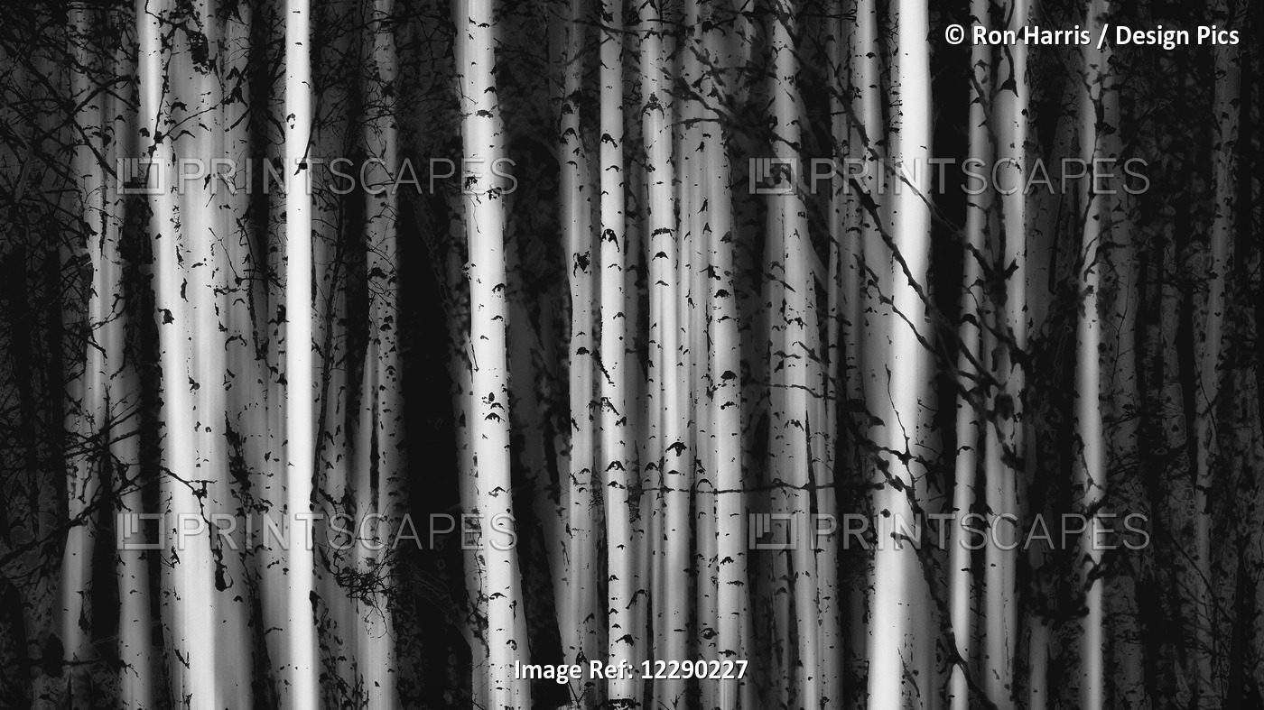Forest Of Birch Trees; Alberta, Canada