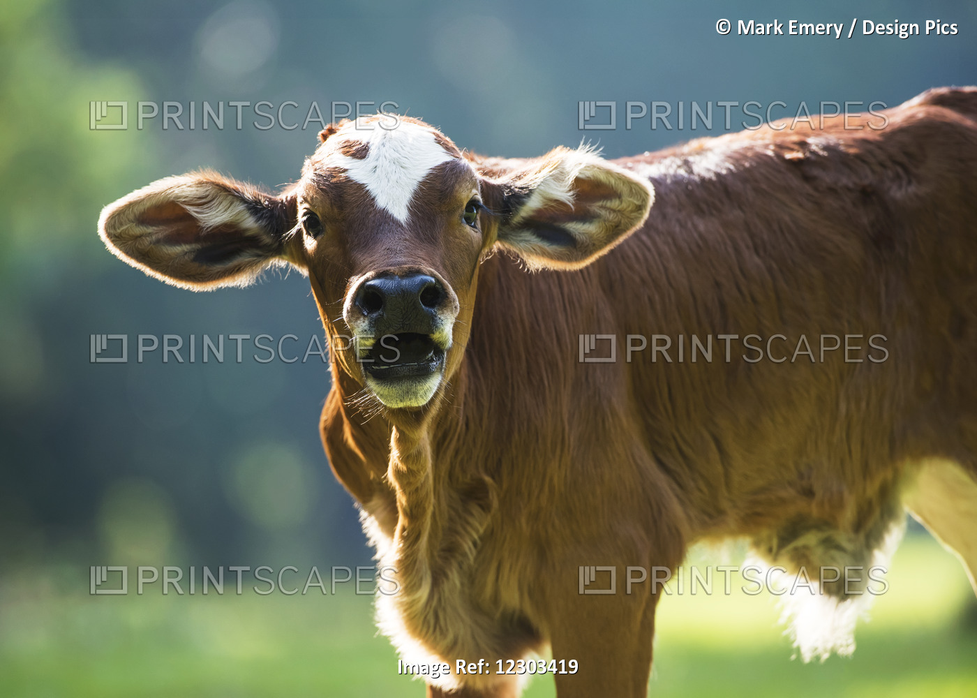 Herford Calf Bawls For It's Mother; Gaitor, Florida, United States Of America