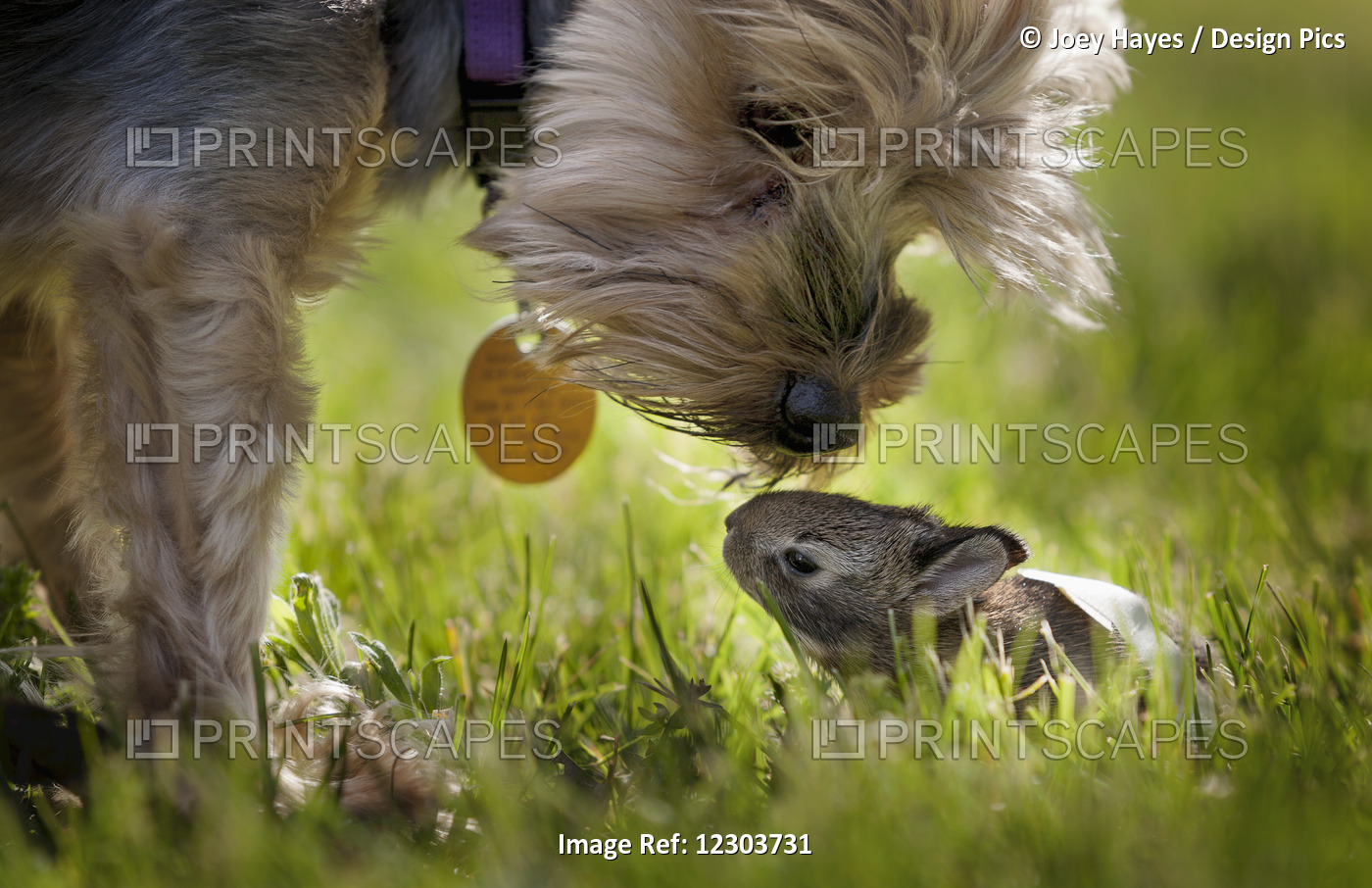 A Cute Yorkie Dog Sniffing A Little Baby Bunny Rabbit Nestled In The Grass; ...