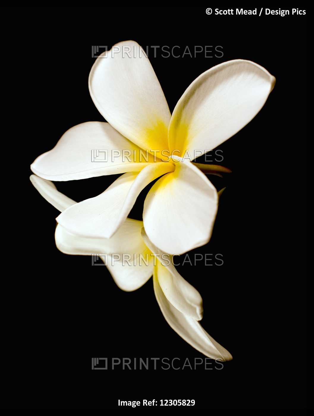 Close Up Of The White Petals Of A Tropical Flower On A Black Background; ...