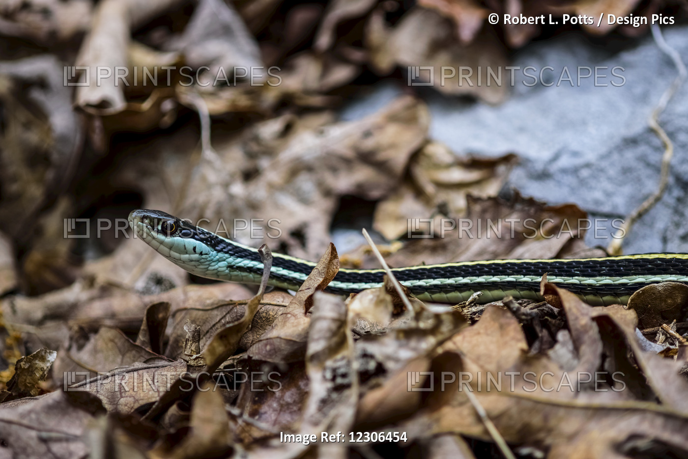 A Garter Snake Poses In Dry Leaves; Vian, Oklahoma, United States Of America
