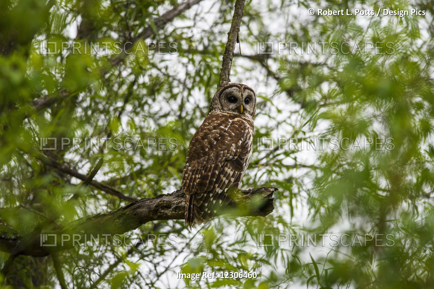A Barred Owl (Strix Varia) Seeks Prey Among The Willows; Vian, Oklahoma, United ...