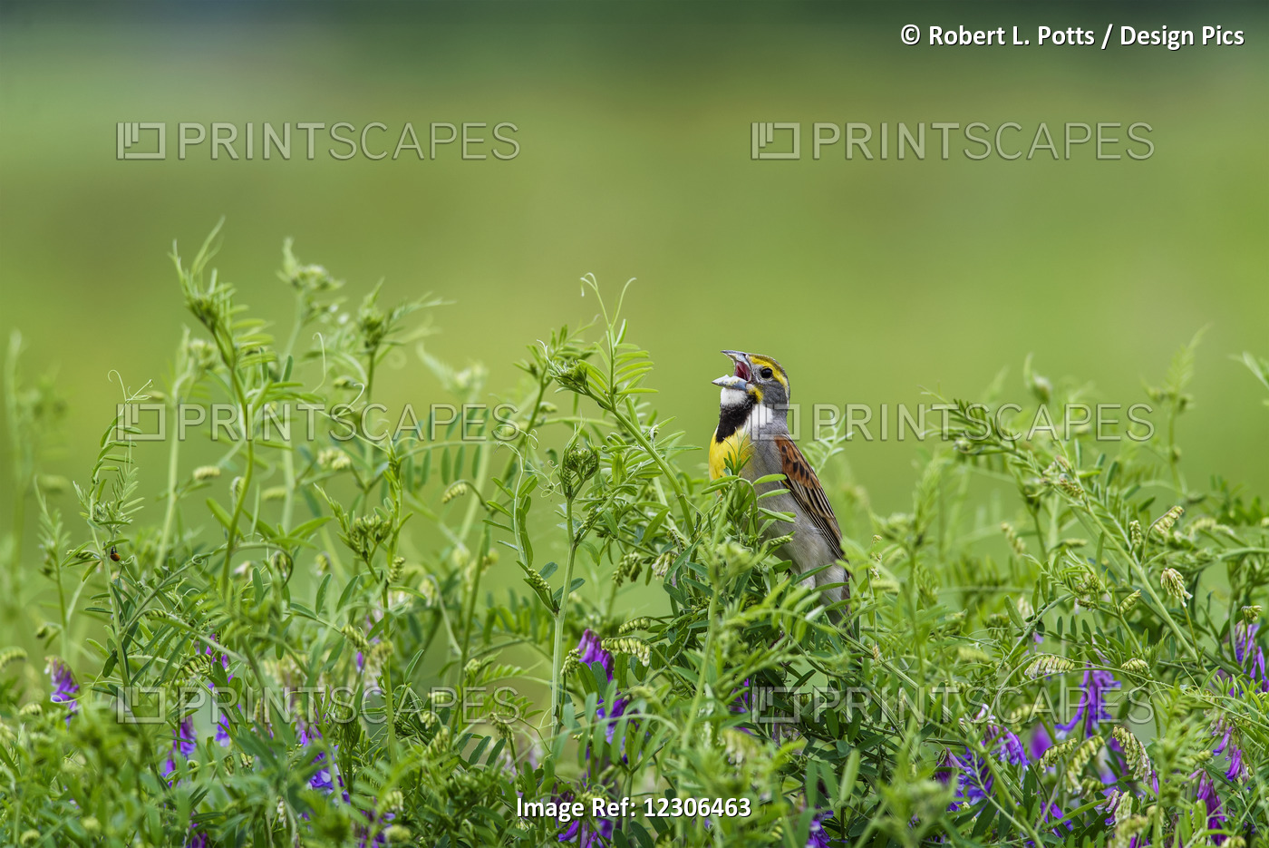A Male Dickcissel (Spiza Americana) Singing; Vian, Oklahoma, United States Of ...