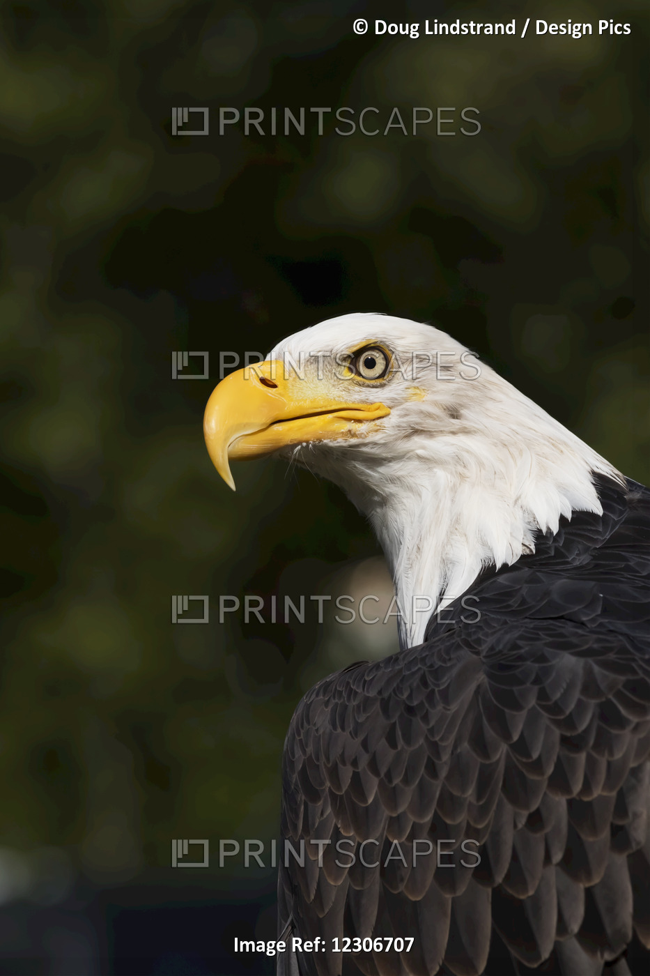 Mature Bald Eagle (Haliaeetus Leucocephalus), Captive; Alaska, United States Of ...
