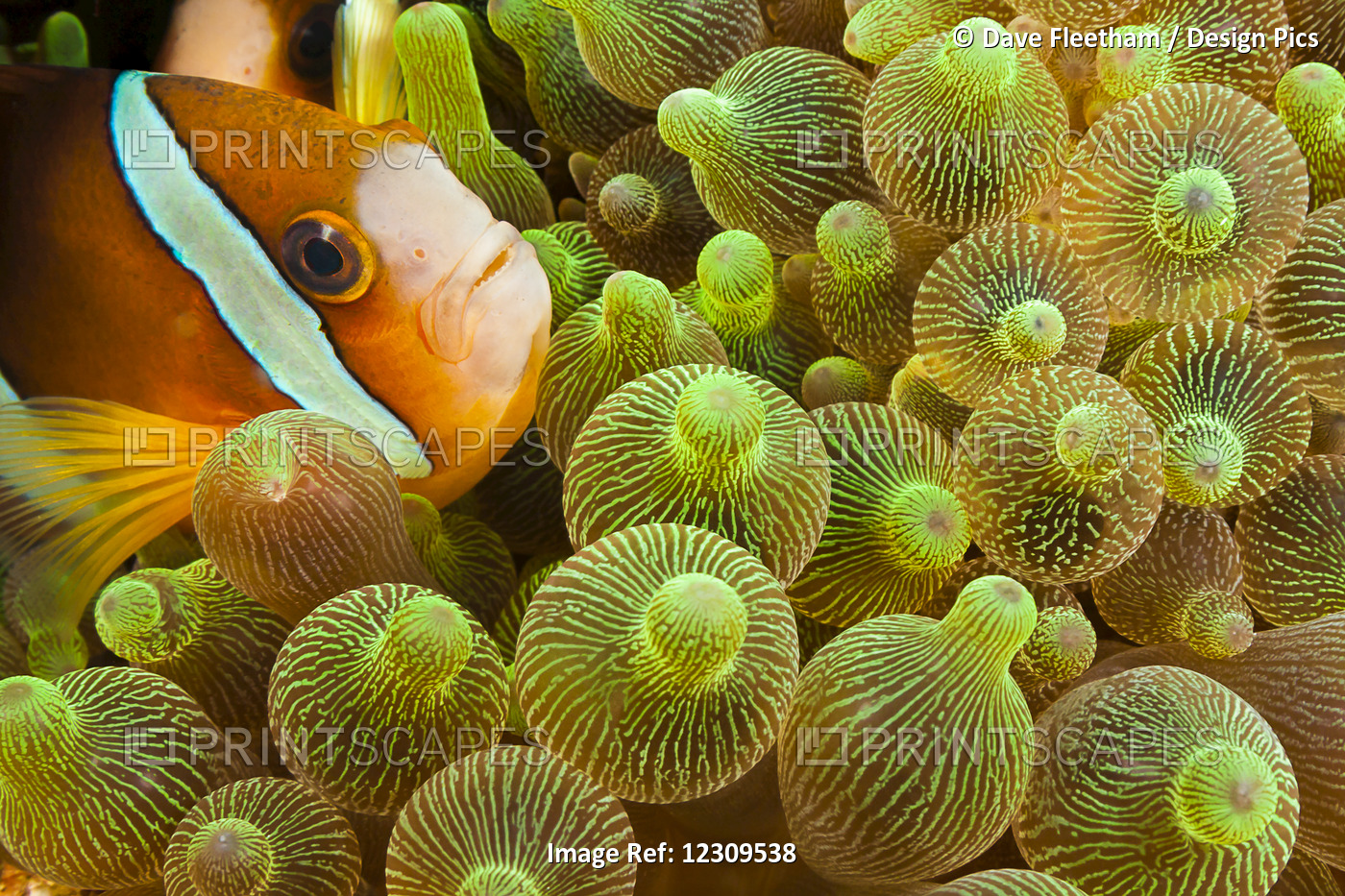 Clark's Anemonefish (Amphiprion Clarkii) In Sea Anemone (Entacmaea ...