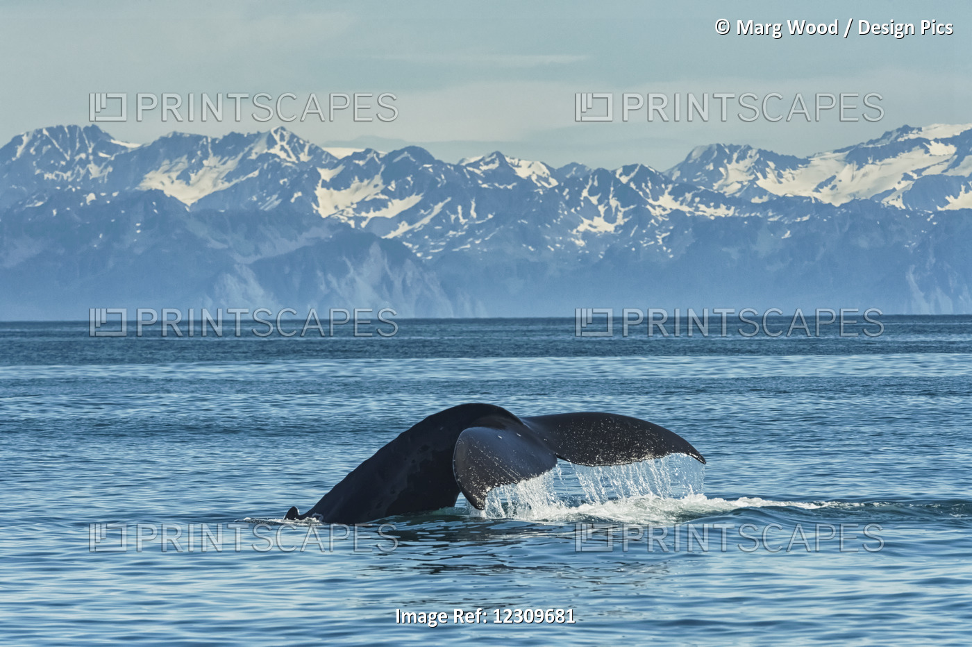 Humpback Whale (Megaptera Novaeangliae) In Seward Harbour; Seward, Alaska, ...