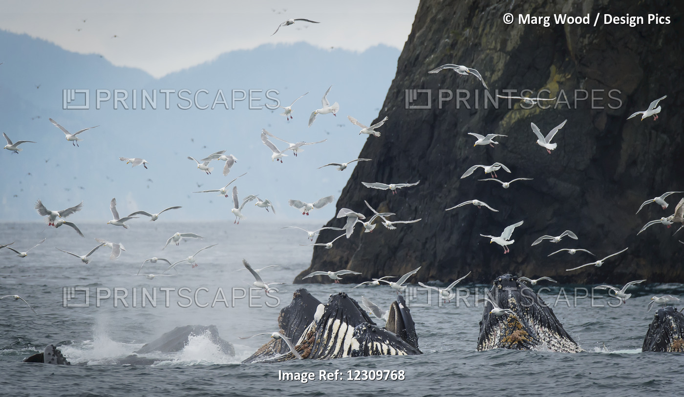 Humpback Whales (Megaptera Novaeangliae) Bubble Feeding In The Seward Harbour; ...