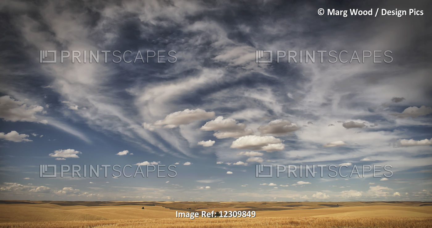 Wheat Field Under A Blue Sky With Cloud; Palouse, Washington, United States Of ...