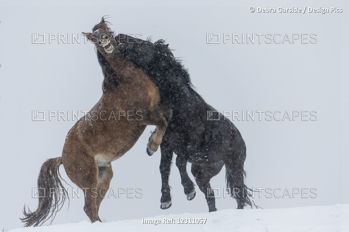 Wild Horses (Equus Ferus Caballus) Fighting; Turner Valley, Alberta, Canada
