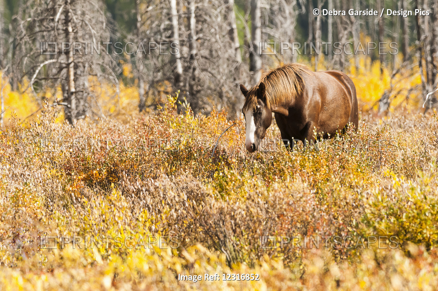 Wild Horse Grazing The Shrubs In Autumn Colours; Sundre, Alberta, Canada