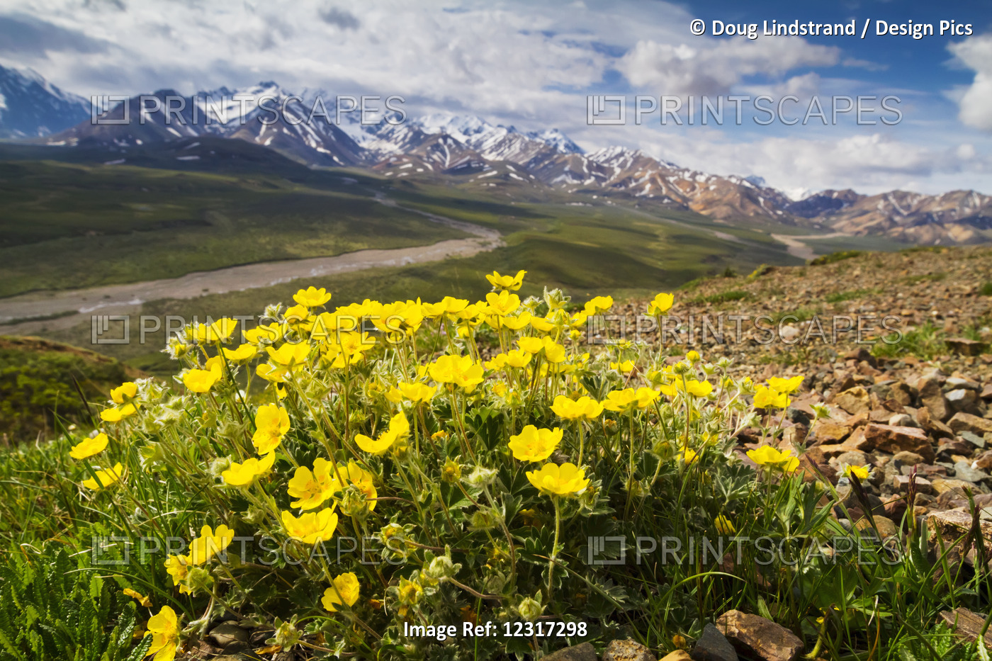 Mountain Flowers In Polychrome Pass Of Denali National Park And Preserve, ...