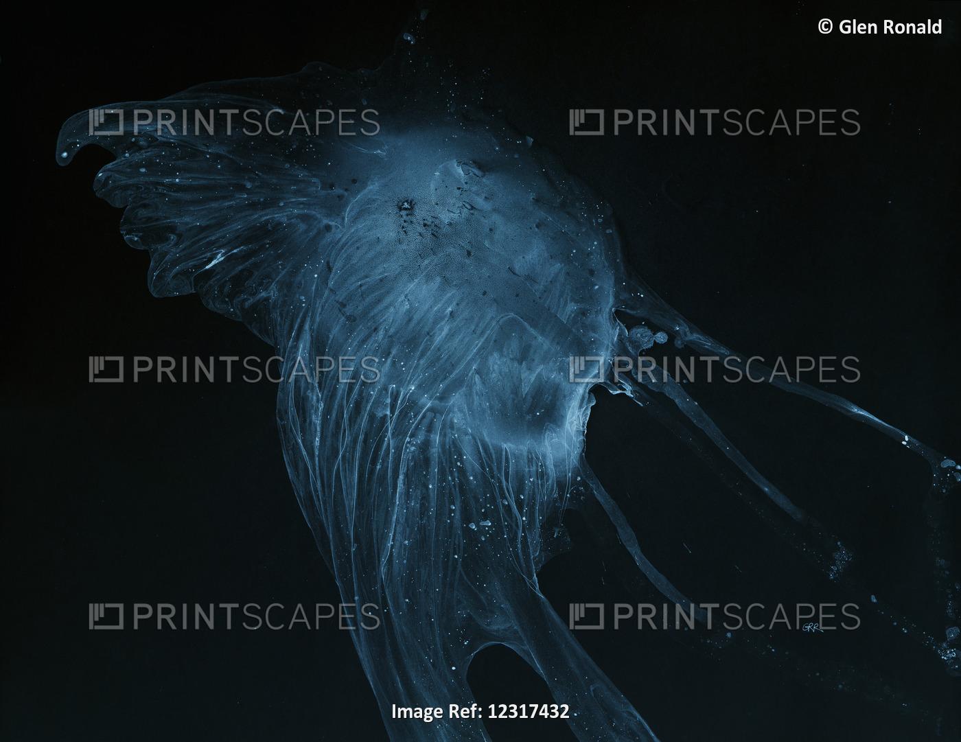 Illuminated Jellyfish, Color Artwork