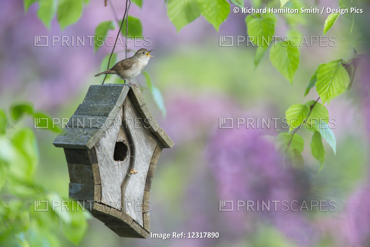 Male House Wren (Troglodytes Aedon) Calls From A Bird House, Hubbard County; ...