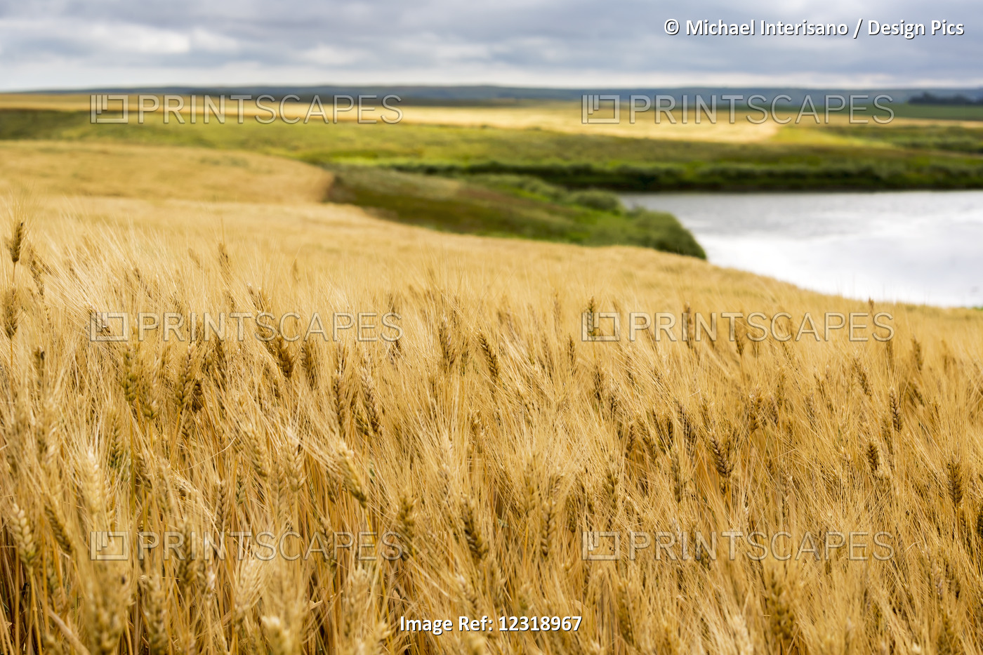 Ripe Golden Brown Wheat Field With Pond And Rolling Hills In The Background; ...